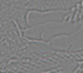 mspl1_full_2.miffjpg