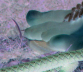 mspl1_mbc_msp_negq_7.pngjpg
