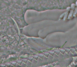 mspl3_diff_6.miffjpg