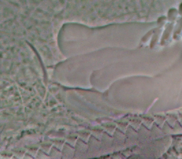 mspl5_mbc_msp_neg_2.pngjpg